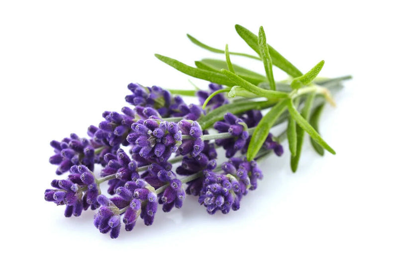 🌿Лавандула